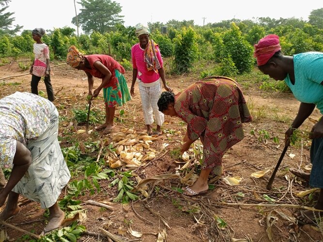 Innovative Climate-Smart Agriculture in Ghana