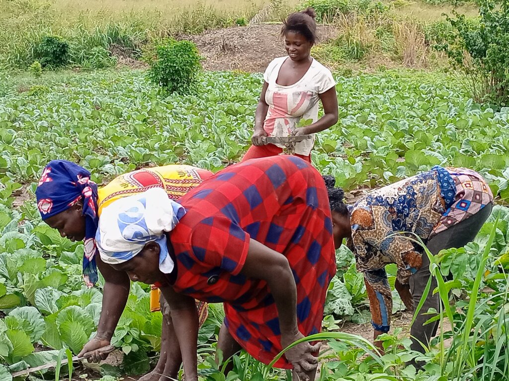 Innovative Climate-Smart Agriculture in Ghana