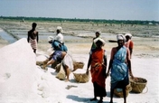 Help 1033 poorest salt worker families in India 
