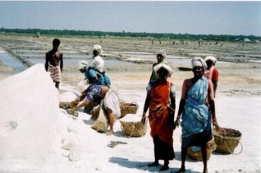 Help 1033 poorest salt worker families in India