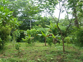 Rapid growth in the Rio Sol
