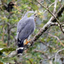 Roadside Hawk seen at the maleku Reserve