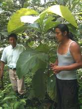 Bienvenido Cruz Castro under a tree planted 2012