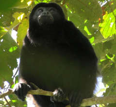 A Mantled Howler Monkey- a forest resident
