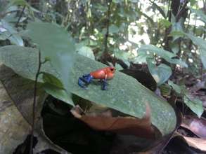 Blue Jeans Dart frog at Rio Sol, Maleku Reserve
