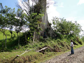 Ceiba or Kapok tree