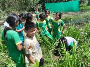 Saplings are planted aroung the village.