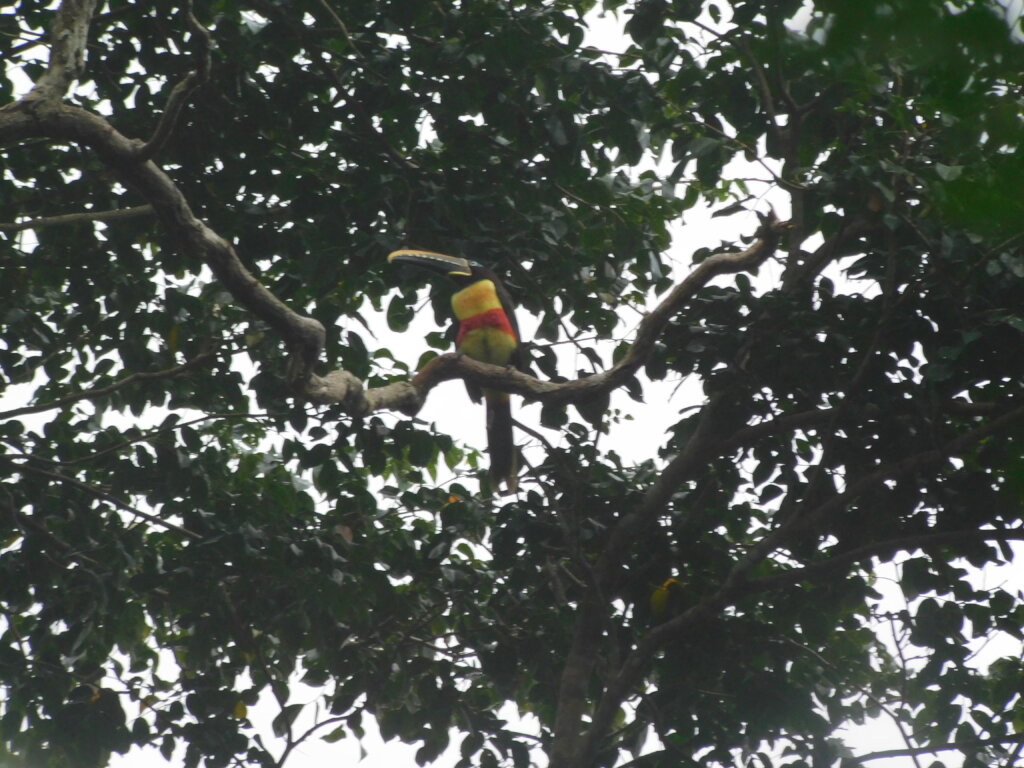 Help Monte Carmelo conserve Indigenous knowledge