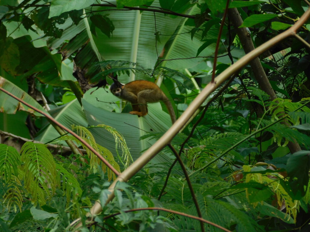 Help Monte Carmelo conserve Indigenous knowledge