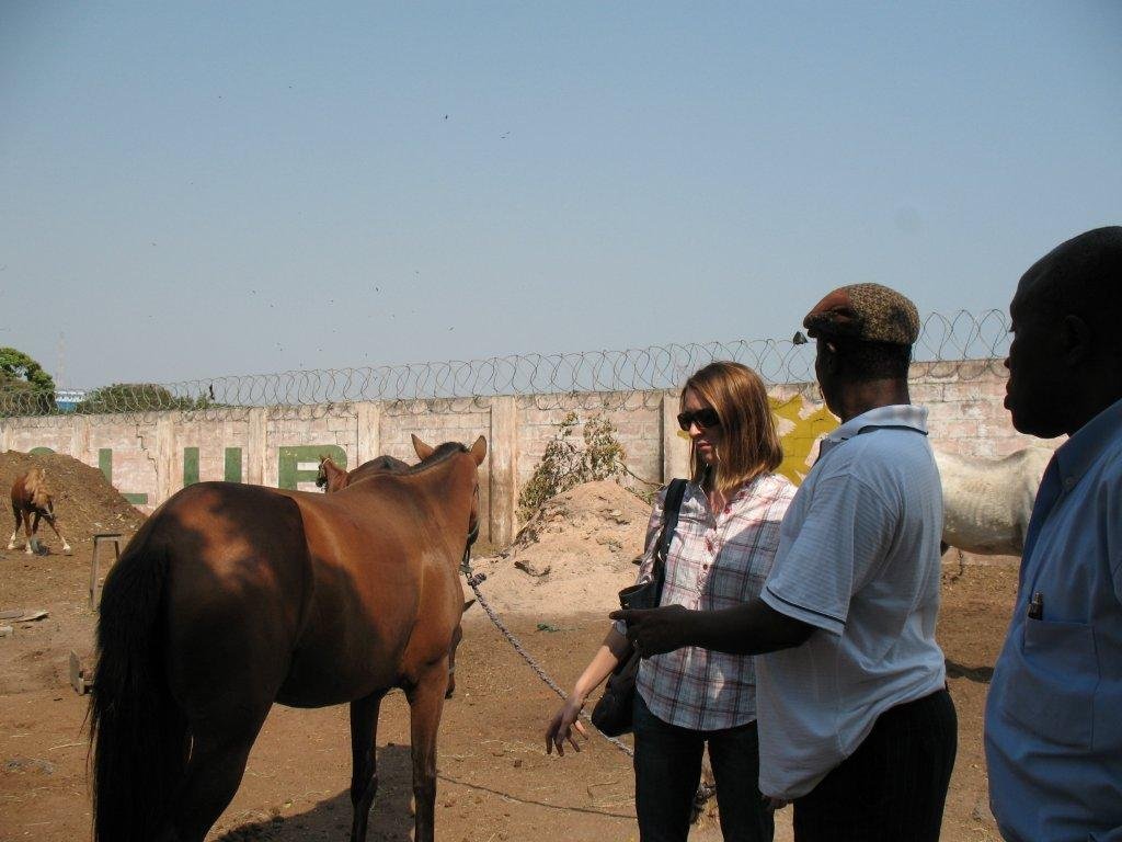 Improve care of Ghana's abandoned & abused horses
