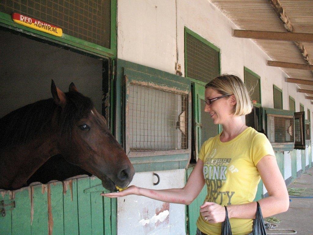 Improve care of Ghana's abandoned & abused horses