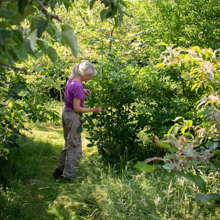 Food forestry: truely valuable