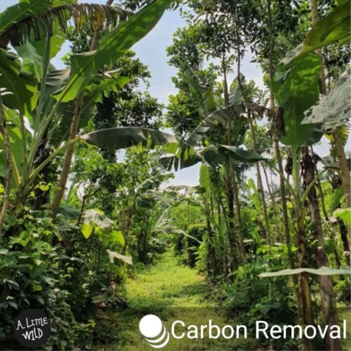 Food forestry: truely valuable