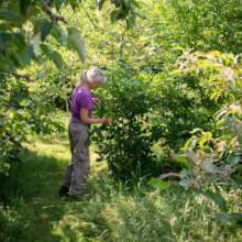 Food forestry: truely valuable