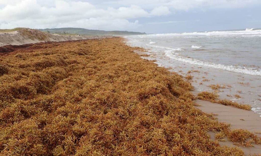 Sargassum Sinking Innovation