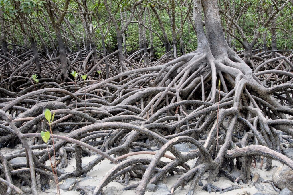 Mangroves are vital