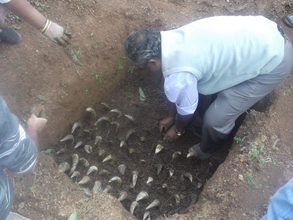 Burying Cow Horns in pit