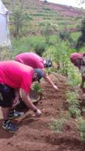 Volunteering in the Farm