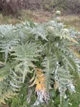 ARTICHOKES AT HOLABETTU