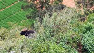 Bison at manaara