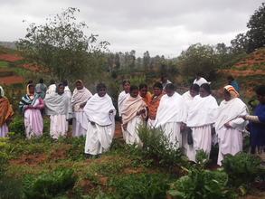Talking About Herbal Plants