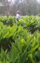 EBBY T OUR GINGER FARMER AT GUDALUR