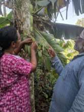 RAMANI'S NIMBLE FINGERS HELPING THE VANILLA PLANT