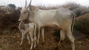 KEPPI WITH KALA