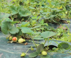 Organic strawberries