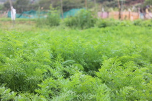 Organic carrot cultivation