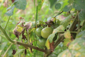 Organic cherry tomatoes