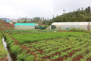 Megaraj ayya's farm overlooking his home-town