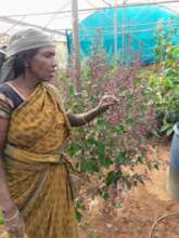 Kamala our seed-saver