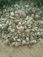 OUR GARLIC HARVEST