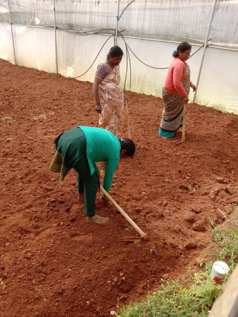 Our poly-houses getting ready for sowing