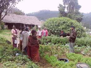 Gathering Herbs