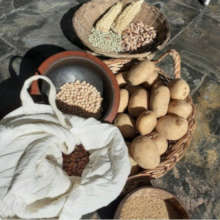 Traditional seeds saved by small farmers