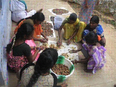 Preparing a collection of wild herbs for medicines