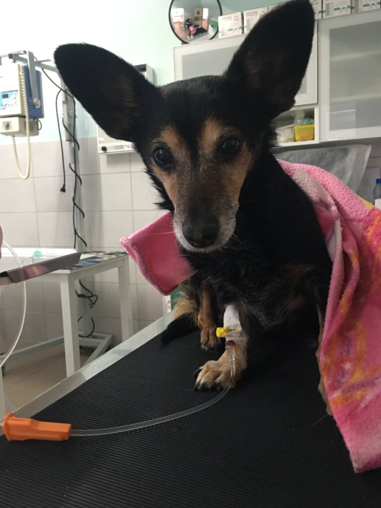 A Safe Home and Justice for Animals in Poland