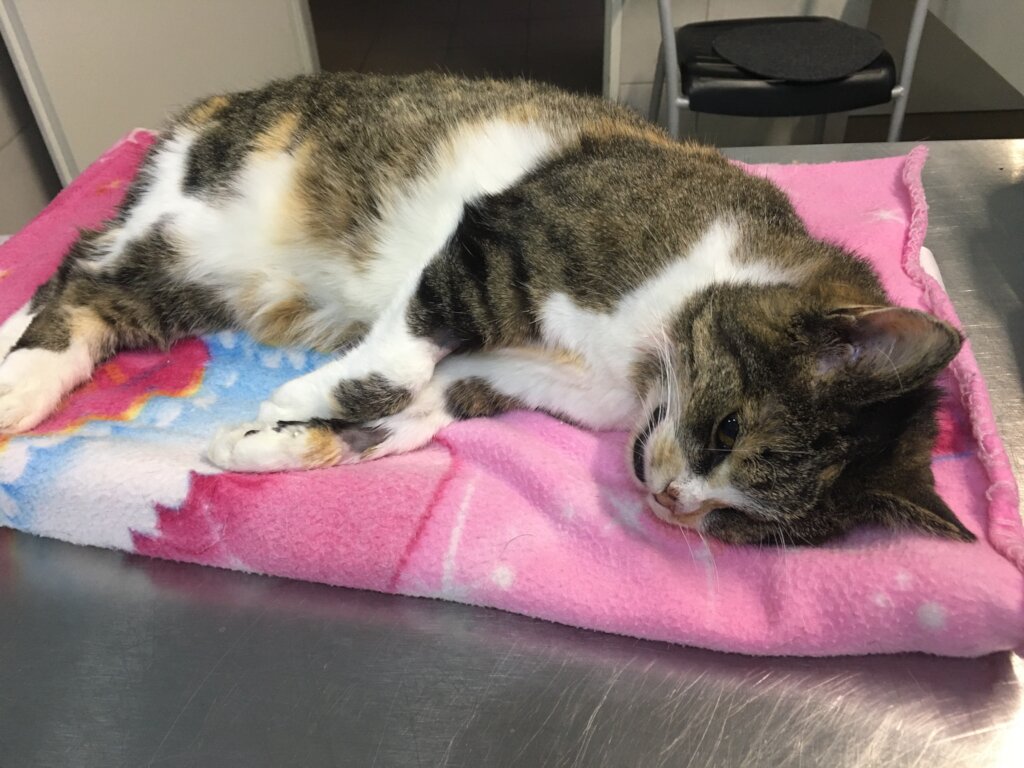 A Safe Home and Justice for Animals in Poland