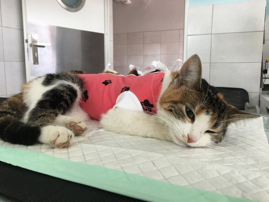 A Safe Home and Justice for Animals in Poland