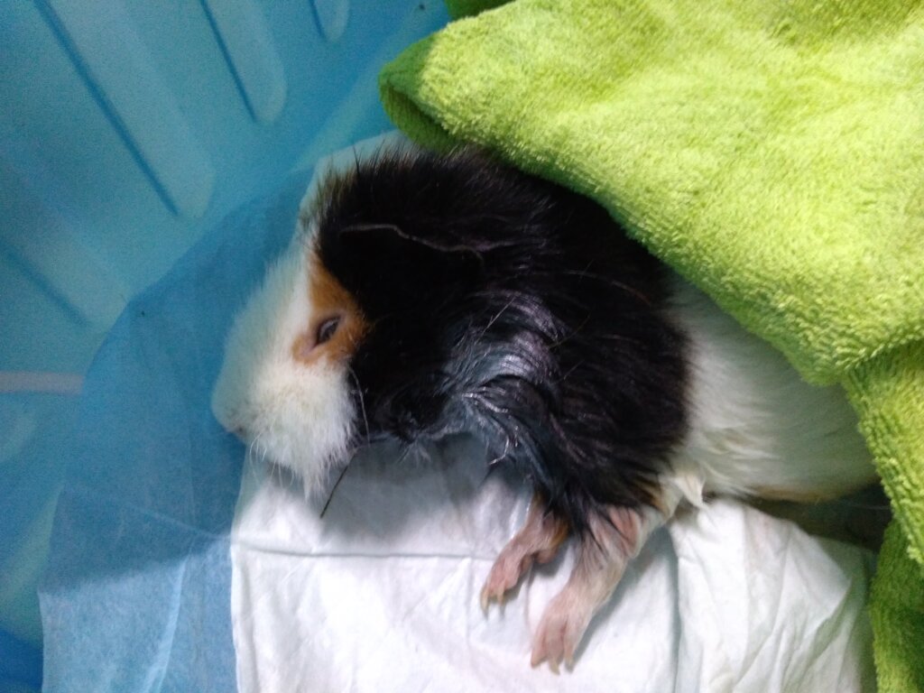 A Safe Home and Justice for Animals in Poland