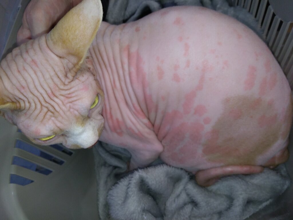 A Safe Home and Justice for Animals in Poland