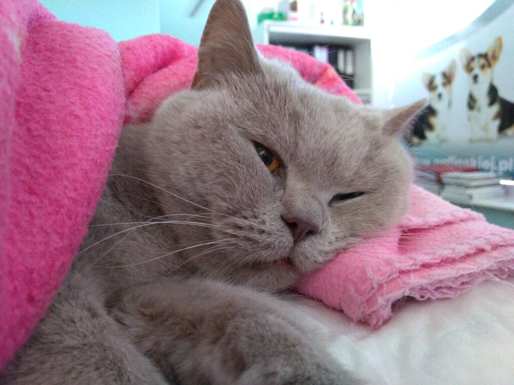 A Safe Home and Justice for Animals in Poland