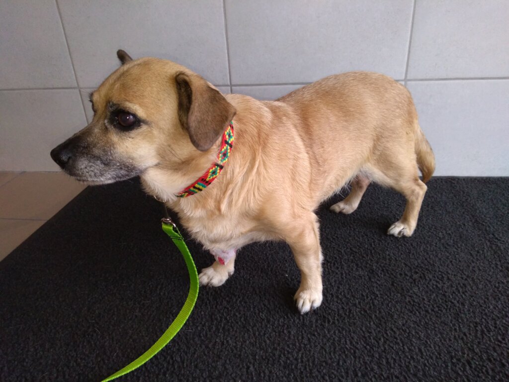 A Safe Home and Justice for Animals in Poland