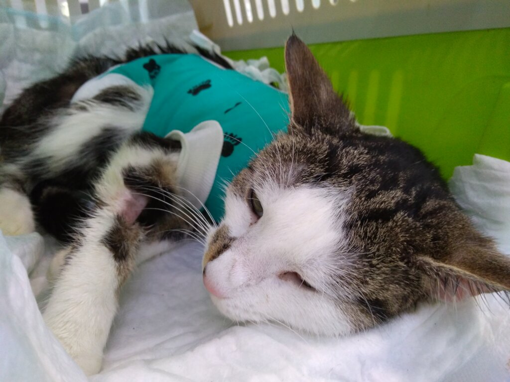 A Safe Home and Justice for Animals in Poland