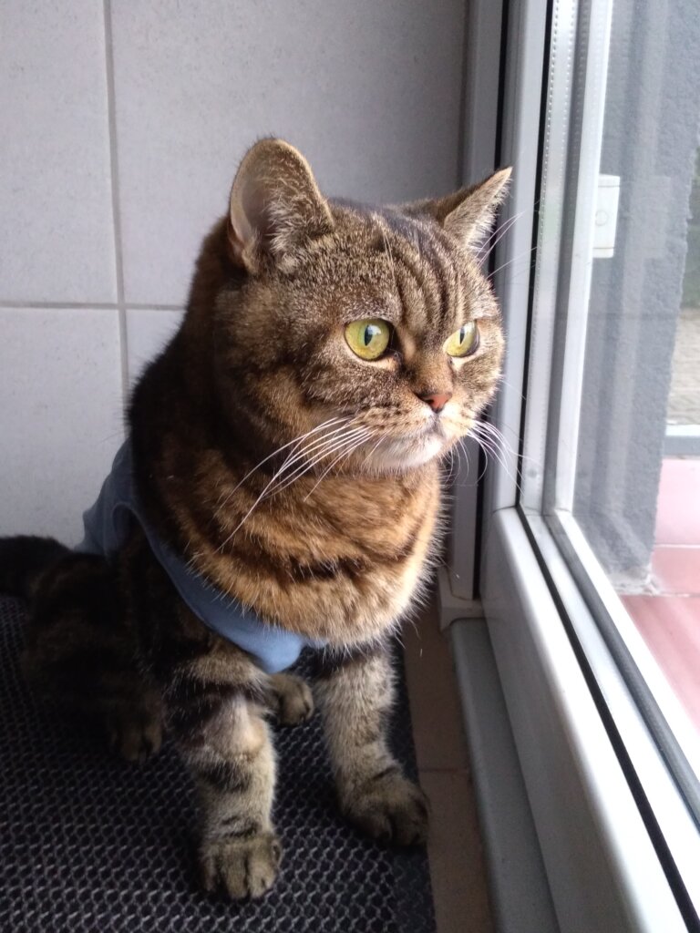 A Safe Home and Justice for Animals in Poland