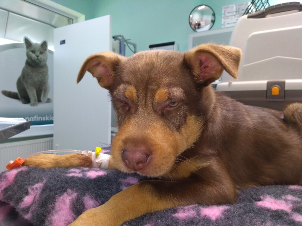 A Safe Home and Justice for Animals in Poland