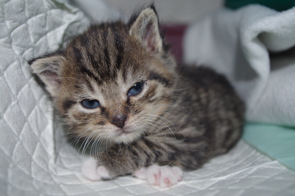 A Safe Home and Justice for Animals in Poland