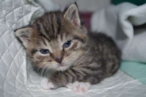 A Safe Home and Justice for Animals in Poland